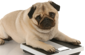 animal diagnostic clinic Mississauga