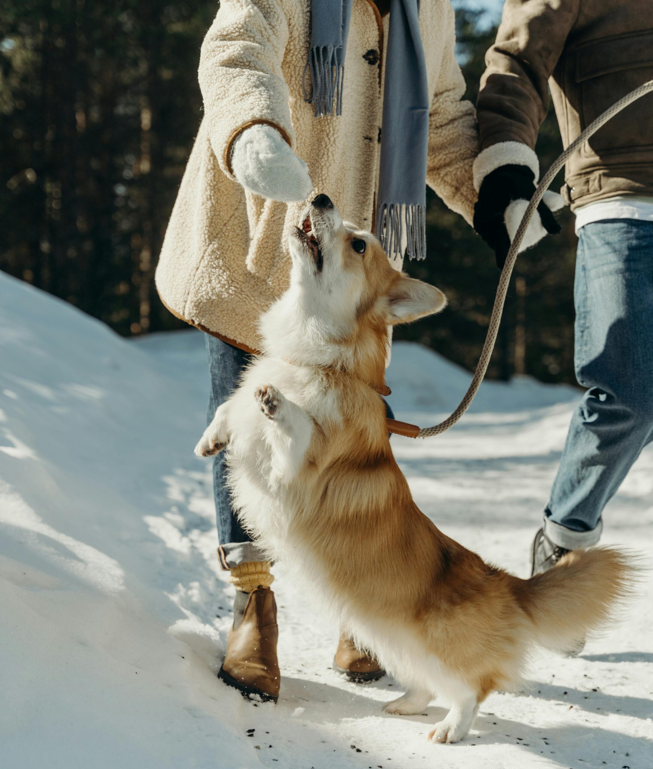 Happy Dog with Owner