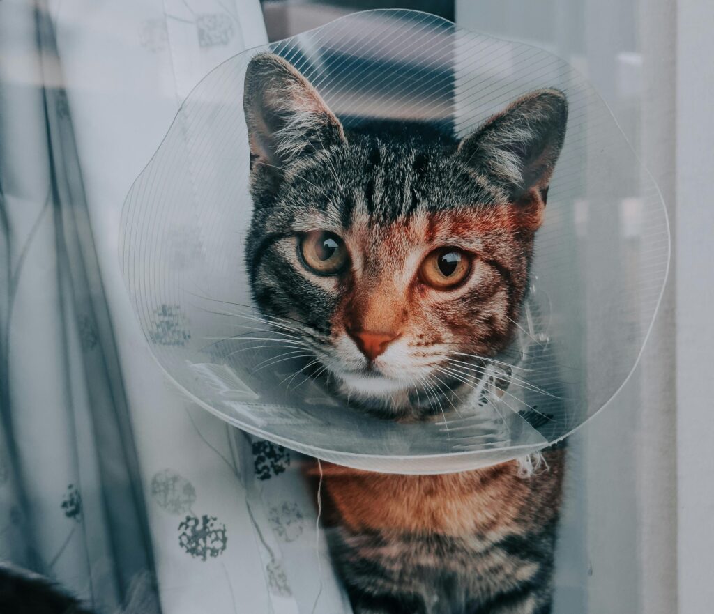 veterinary emergency clinic in Mississauga