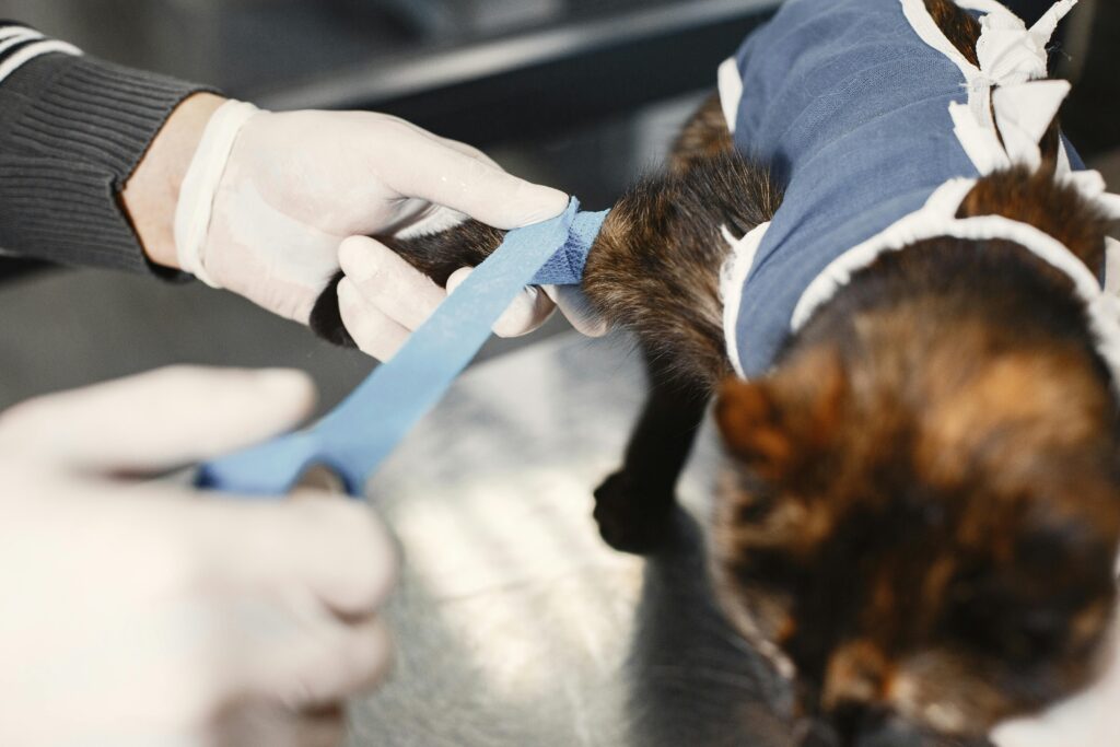 veterinary emergency clinic in Mississauga