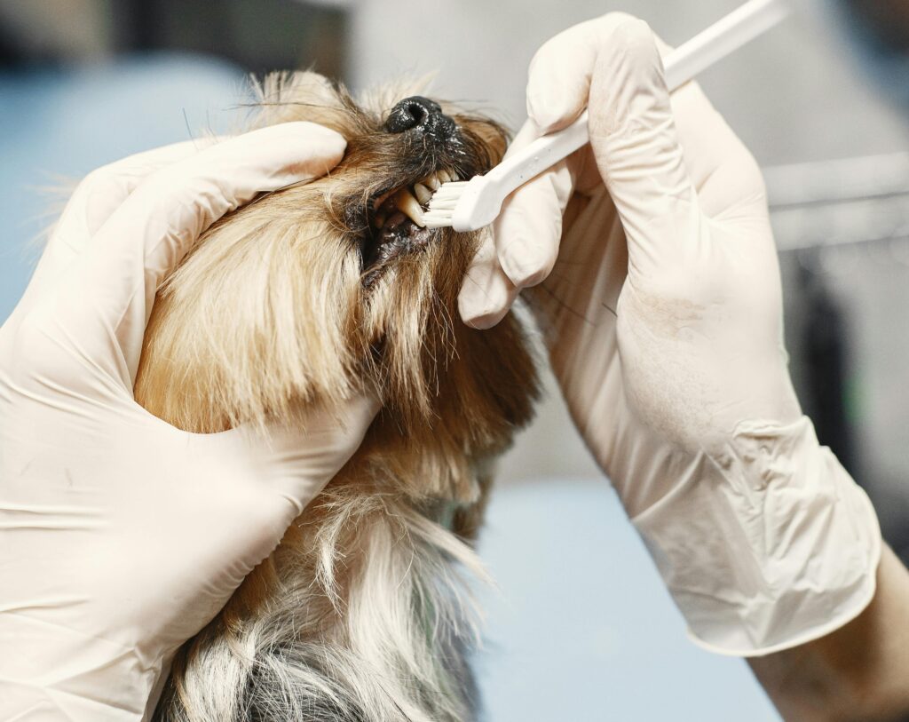 pet dental care in Mississauga