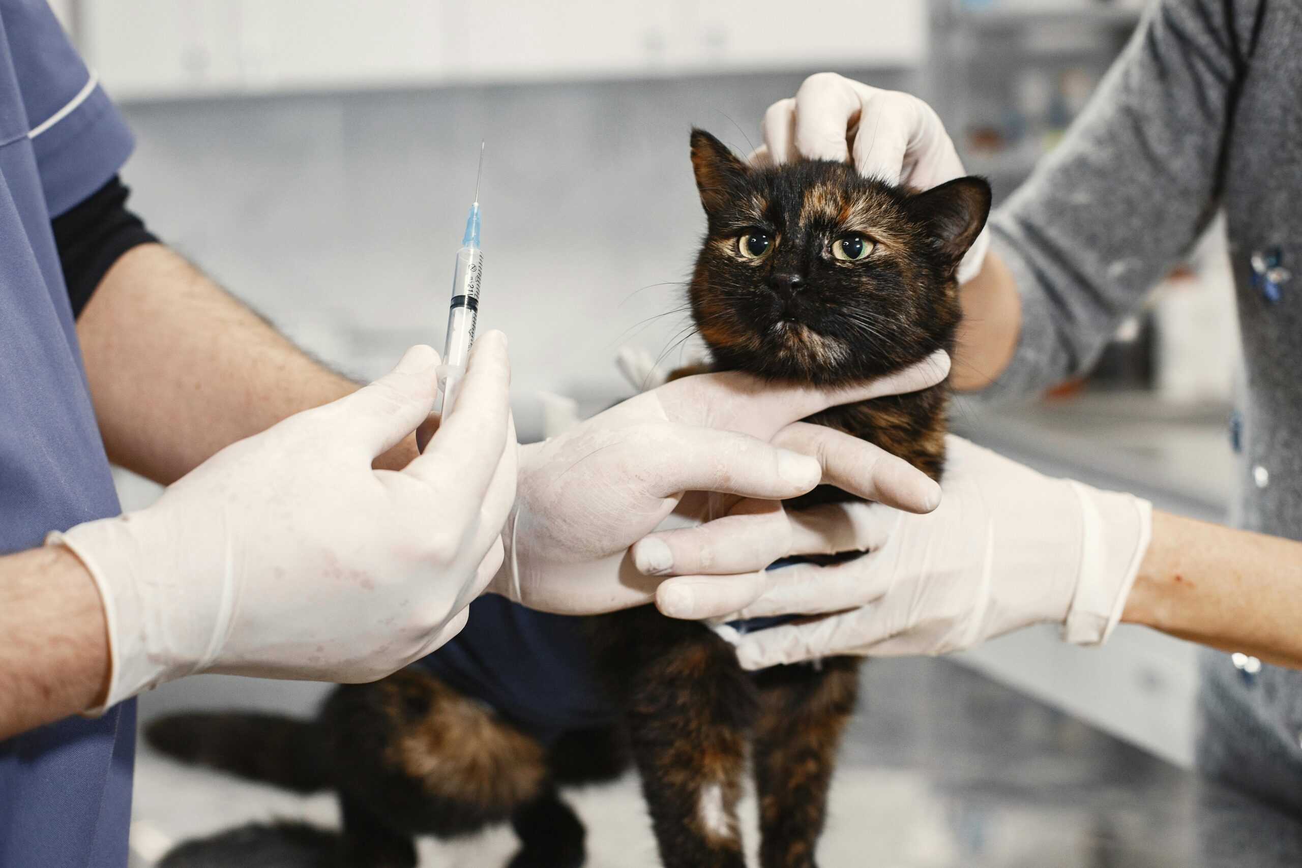 cat vaccinations in Mississauga
