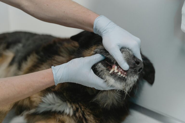 veterinary emergency clinic in Mississauga