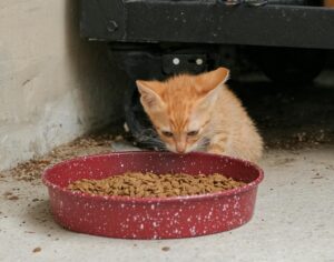 veterinarian near Mississauga